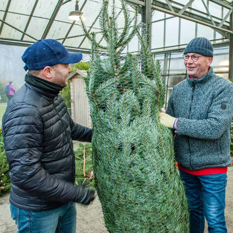 Weihnachtsbaume kaufen bei Gartenbau Woltering in Telgte